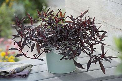 《塞尔达传说：王国之泪》开发者访谈纪要 核心要素解释